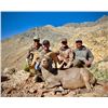 Image 5 : NEVADA HERITAGE DESERT BIGHORN SHEEP TAG