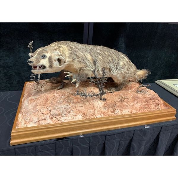 Mounted Badger