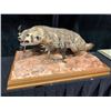 Image 1 : Mounted Badger