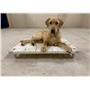 Image 2 : Heavy Duty, Chew Proof Firehose Dog Bed