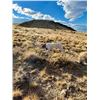 Image 2 : Bird Dog Training from Burnt Creek Bird Dogs