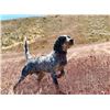 Image 3 : Bird Dog Training from Burnt Creek Bird Dogs