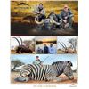 Image 1 : Bronkhorst Safaris - Luxury South Africa Buffalo Safari for Two Couples