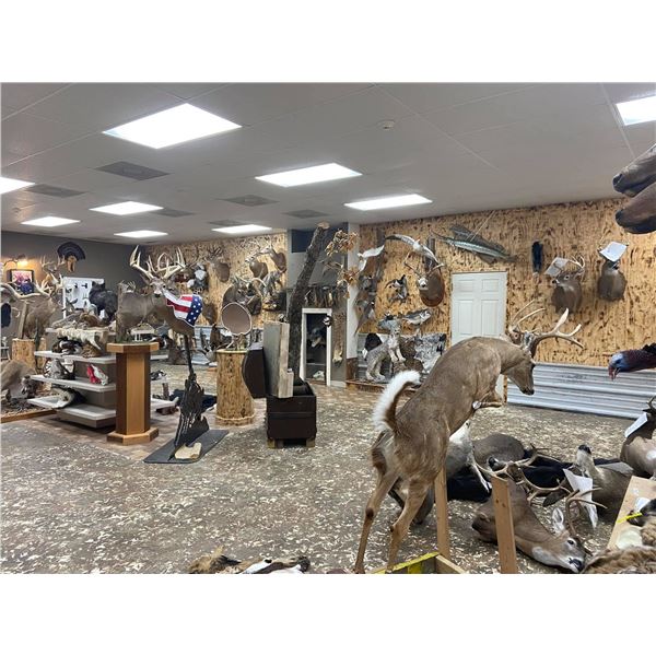 African Antelope Mount - Courtesy of Xtreme Taxidermy