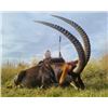 Image 2 : Trek Africa Hunting - Sable or Roan Hunt in South Africa