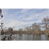 Image 3 : Beaver Dam Hunting Services - Historic Cypress Timber Duck Hunt for Four