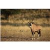 Image 2 : Khomas Highland Hunting Safaris - Namibia Plains Game Safari