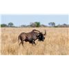 Image 4 : Khomas Highland Hunting Safaris - Namibia Plains Game Safari