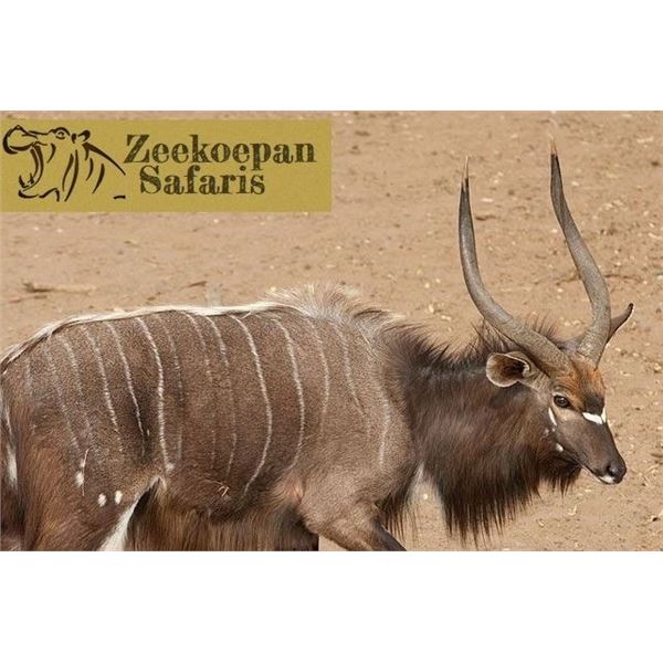Zeekoepan Safaris - Nyala Bull Hunt for Two