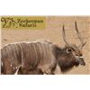 Image 1 : Zeekoepan Safaris - Nyala Bull Hunt for Two