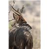Image 2 : Zeekoepan Safaris - Nyala Bull Hunt for Two