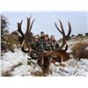 Image 1 : Leithen Valley Hunts - New Zealand Red Stag Hunt