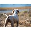 Image 2 : Deer Creek Lodge - Kentucky Quail Hunt for Two