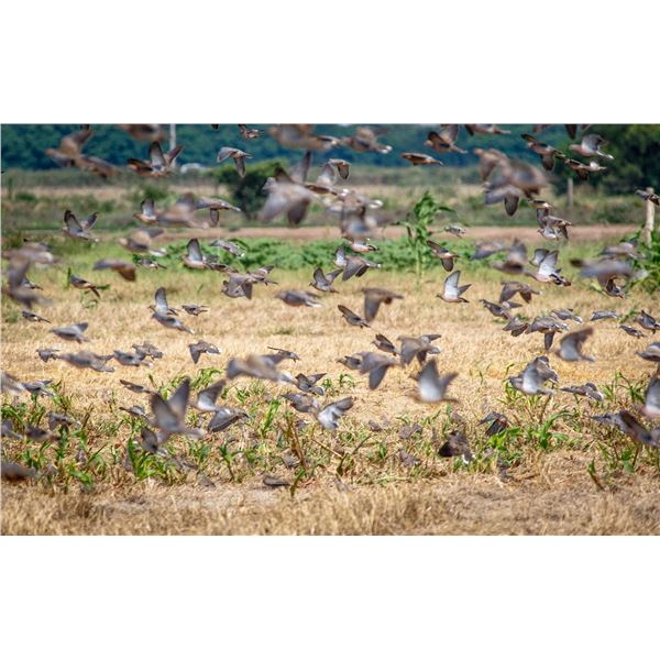 Pointer Wing Shooting - Argentina Dove Hunt for Four