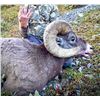 Image 2 : Summit Bighorns - Alberta Rocky Mountain Bighorn Sheep Hunt