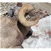 Image 4 : Summit Bighorns - Alberta Rocky Mountain Bighorn Sheep Hunt