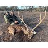Image 1 : Madubula Safaris - Texas Blackbuck & Axis Deer Hunt