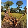 Image 2 : Madubula Safaris - Texas Blackbuck & Axis Deer Hunt