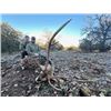 Image 3 : Madubula Safaris - Texas Blackbuck & Axis Deer Hunt