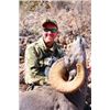Image 1 : Tiburón Island Desert Bighorn Sheep Hunt