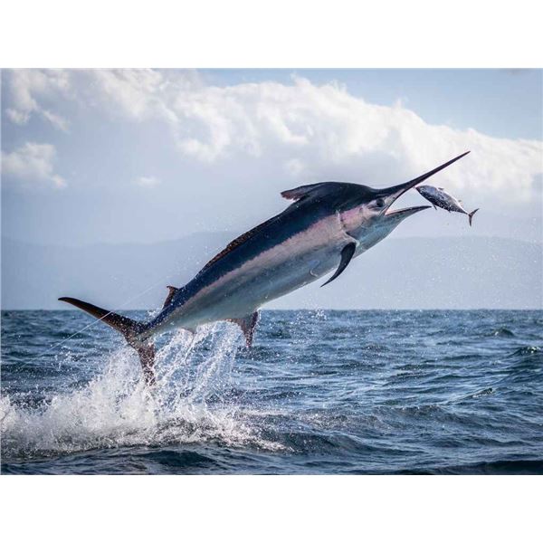 Tropic Star Lodge – 4 day Panama Sportfishing Adventure with 5 night stay at 5 star destina