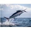 Image 1 : Tropic Star Lodge – 4 day Panama Sportfishing Adventure with 5 night stay at 5 star destina