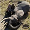 Image 2 : Botswana Exportable Trophy Elephant Hunt