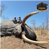 Image 3 : Botswana Exportable Trophy Elephant Hunt