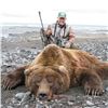 Image 1 : Unimak Brown Bear Alaska Governor's Tag