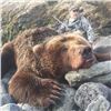 Image 2 : Unimak Brown Bear Alaska Governor's Tag