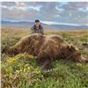 Image 3 : Unimak Brown Bear Alaska Governor's Tag