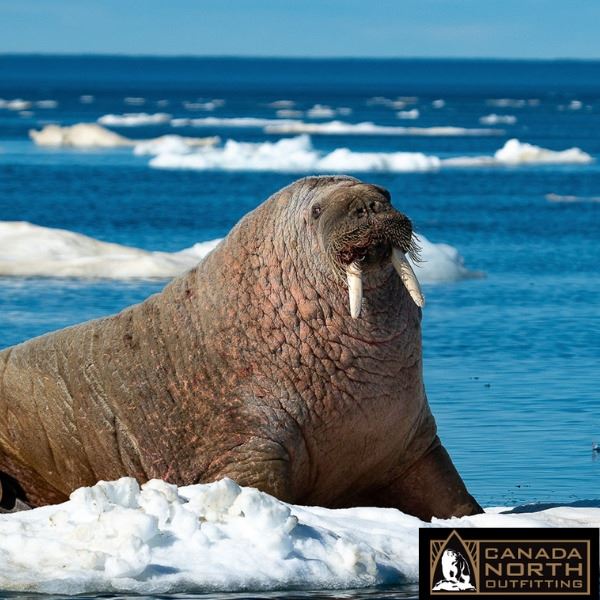 Nunavut Atlantic Walrus Hunt