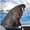 Image 3 : Nunavut Atlantic Walrus Hunt