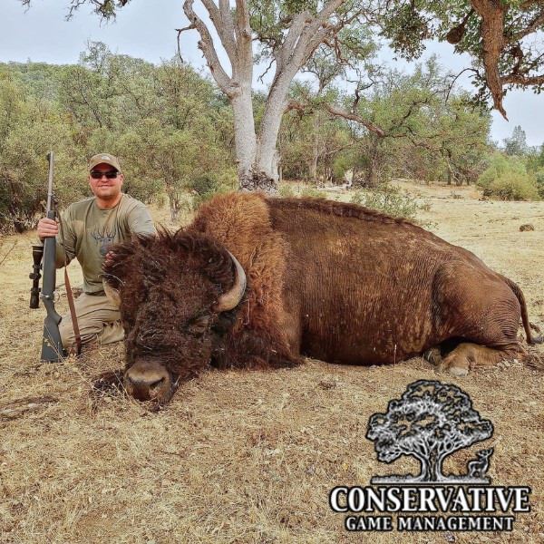 California Trophy Plains Bison Hunt