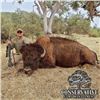 Image 1 : California Trophy Plains Bison Hunt