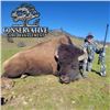 Image 2 : California Trophy Plains Bison Hunt