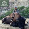 Image 3 : California Trophy Plains Bison Hunt
