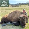 Image 4 : California Trophy Plains Bison Hunt