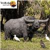 Image 5 : Australia Trophy Buffalo Hunt