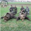 Image 1 : Croatian Brown Bear Hunt for One Hunter and One Observer