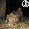 Image 2 : Croatian Brown Bear Hunt for One Hunter and One Observer
