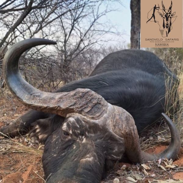 Trophy Cape Buffalo on Namibia’s Renown Waterberg Plateau