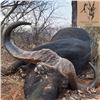 Image 1 : Trophy Cape Buffalo on Namibia’s Renown Waterberg Plateau