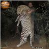 Image 1 : Namibia Trophy Leopard Safari for One Hunter