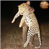 Image 2 : Namibia Trophy Leopard Safari for One Hunter