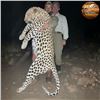 Image 4 : Namibia Trophy Leopard Safari for One Hunter