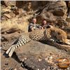 Image 5 : Namibia Trophy Leopard Safari for One Hunter