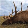 Image 3 : Nebraska Game and Parks 2026 Statewide Bull Elk Permit