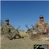 Image 1 : Coues Deer Hunt for 2 in Sonora