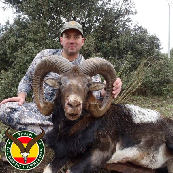 Iberian Mouflon Sheep Hunt in Spain